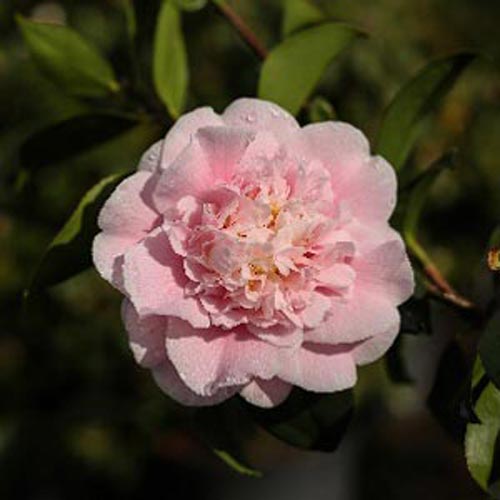 Camellia japonica C.M.Wilson
