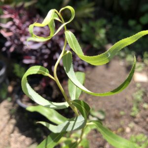 Twisted Willow (Salix matsudana Tortuosa)