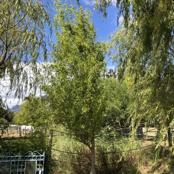 Twisted Willow tree (Salix matsudana Tortuosa)