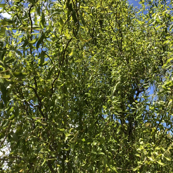 Twisted Willow (Salix matsudana Tortuosa)