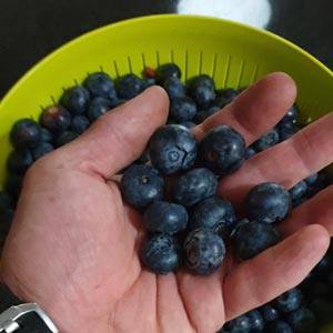Blueberry plants to buy for sale in South Africa