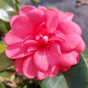 Camellia japonica Apollo