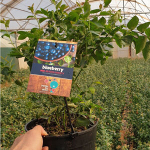 Blueberry plant, 3L shrub pot