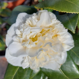Camellia japonica Brushfield's Yellow