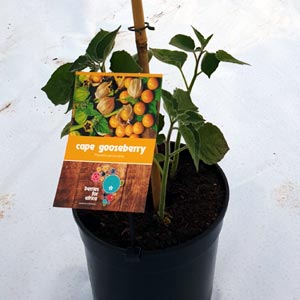 cape Gooseberry plant for sale South Africa