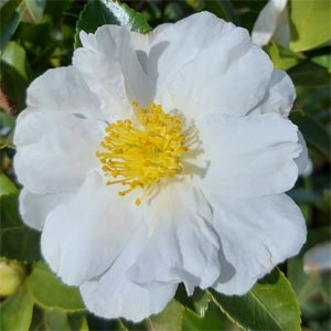 Camellia sasanqua Marianne