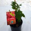 Raspberry plants for sale to buy South Africa