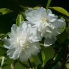 Camellia sasanqua Snow Flurry Keurbos