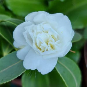 Camellia sasanqua Snow Flurry