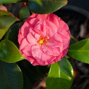 Camellia Pink Lace