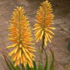 Sunbird Aloes Citrine Ndundulu