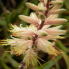 Sunbird Aloes 'Tinkerbell'
