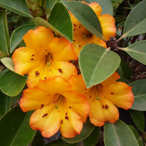 Rhododendron Haloed Gold for sale South Africa