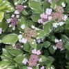 Variegated hydrangea for sale online South Africa
