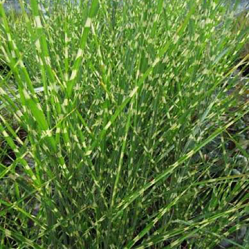 Miscanthus sinensis 'Zebrinus' (Zebra Grass)