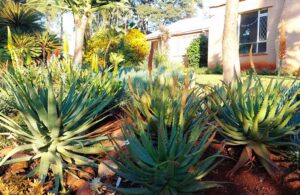 Ndundulu Aloes Open Garden