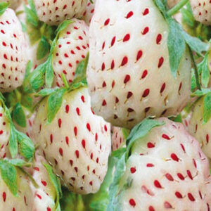 Pineberry plant for sale in South Africa
