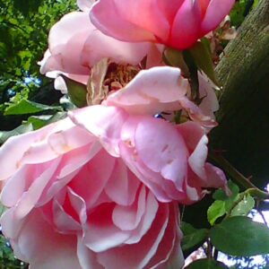 Albertine rose (Pink)