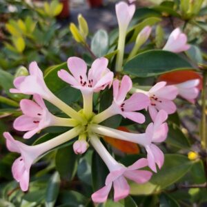 Rhododendron vireya jasmin