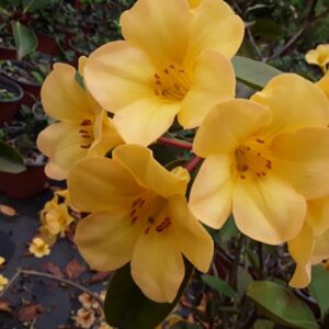 Rhododendron vireya "Toff"