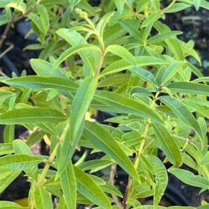 Aloysia triphylla - Lemon Verbena