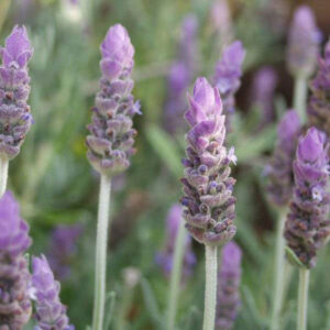 Lavender dentata var. candicans for sale online South Africa