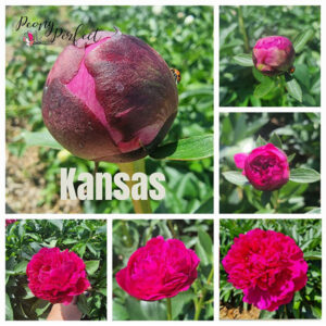 Peony Kansas for sale online South Africa