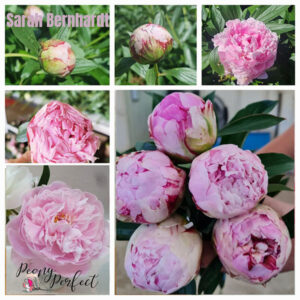 Peony Sarah Bernhardt for sale online in South Africa