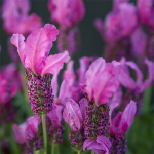 pink lavender stoechas
