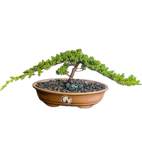 Juniper Bonsai horti.co.za shop