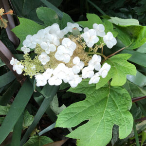 hydrangea quercifolia oakleaf hydrangea for sale online South Africa