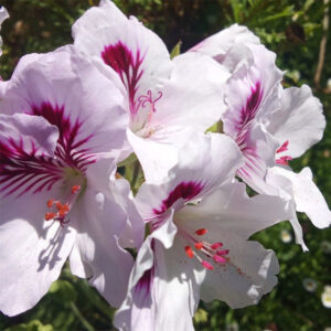 Pelargonium pink and white keurbos, couriered nationwide South Africa