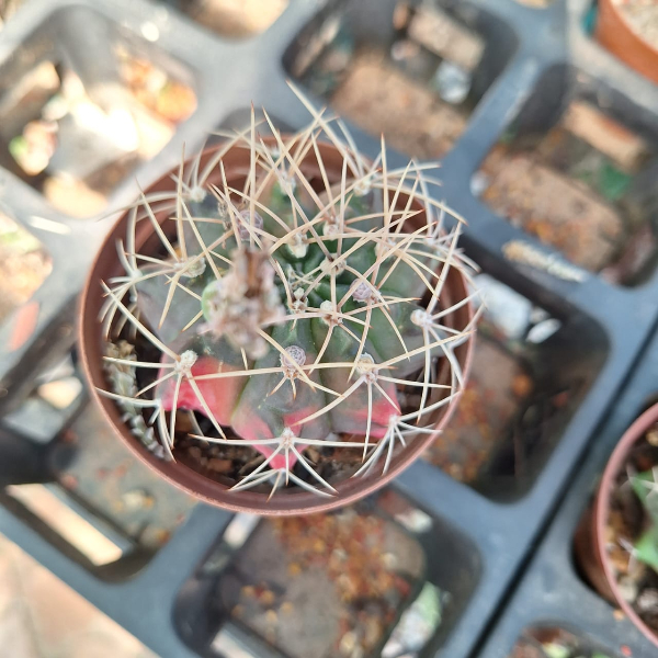 Gymnocalycium mihanovichii variegata - Image 3