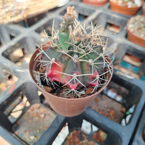Gymnocalycium mihanovichii variegata - Image 2