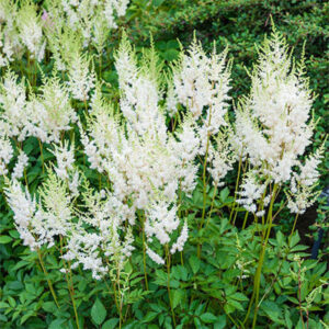White astilbe plant couriered nationwide South Africa