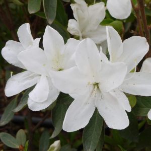 Alba for sale online couriered nationwide