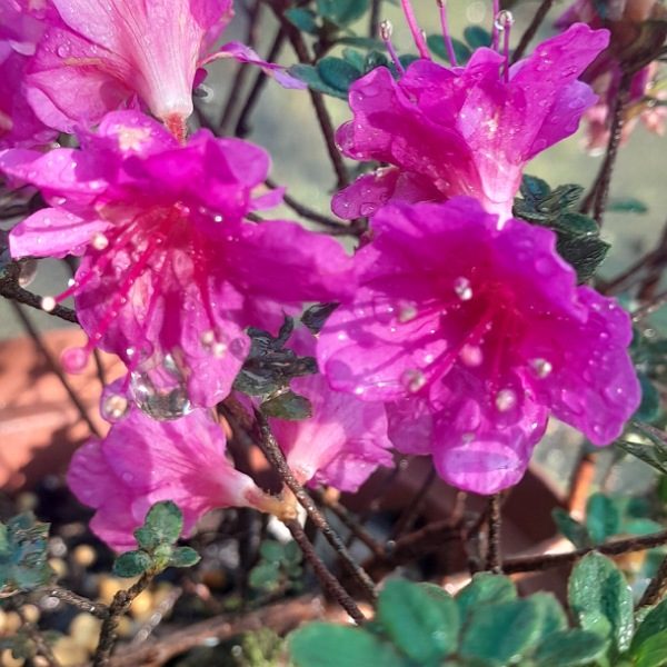 Azalea Kurume 'Purple' - horti.co.za shop