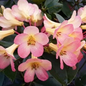 Rhododendron - Vireya 'Dawn Chorus' Keurbos horti.co.za
