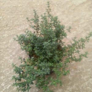 Common Thyme plant for sale in South Africa