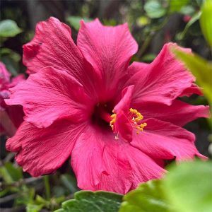 Hibiscus Tango - cerise pink semi double flowers