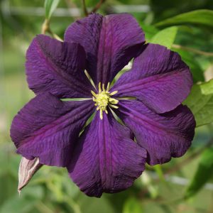 Etoile Violette Clematis plant for sale South Africa