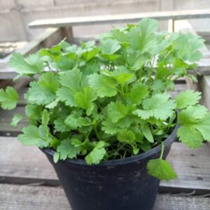 Coriander plant couriered nationwide