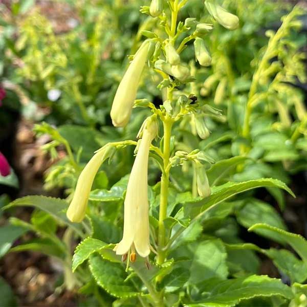 Phygelius ‘Candy Drops Cream’
