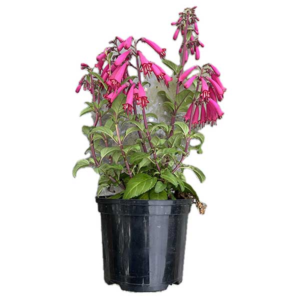 Phygelius Candy Drops Deep Rose TM PBR for sale online couriered nationwide South Africa Phygelius Candy Drops Deep Rose TM PBR for sale online couriered nationwide South Africa