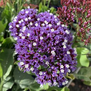 Limonium perezii (Statice) plant for sale South Africa