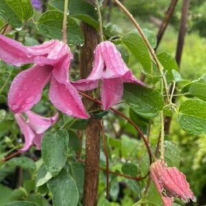 Clematis inspiration. For sale online South Africa