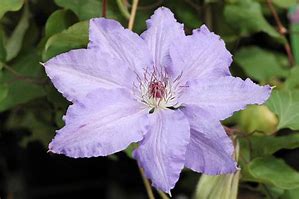 Alice Fisk clematis for sale online, couriered nationwide, South Africa