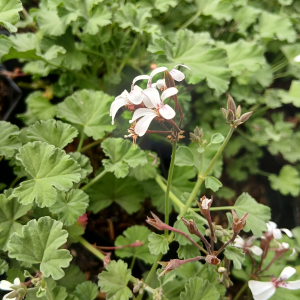 Pelargonium fragrans nutmeg for sale online South Africa