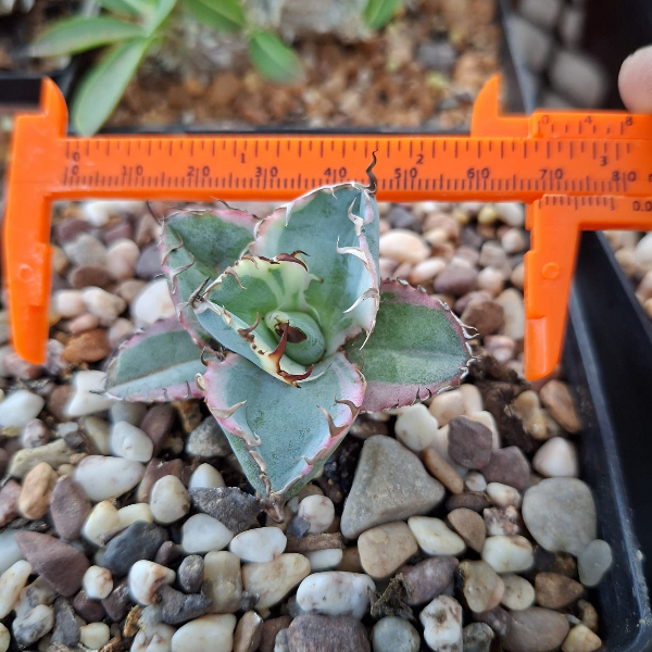 ◼️Blue Diamono The Villager - $40 Million Blue Diamond Discovered in South Africa