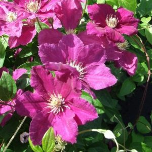Clematis Ernest Markhan for sale online South Africa